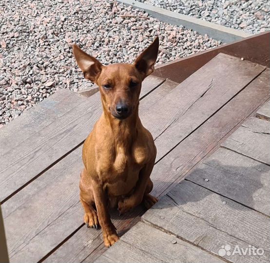 Цвергпинчер девочка