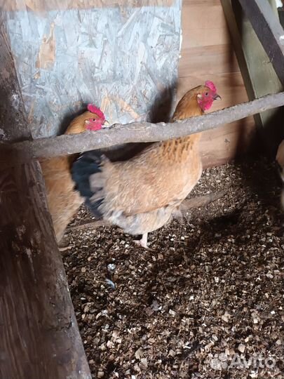 Кучинская Юбилейная - инкубационное яйцо