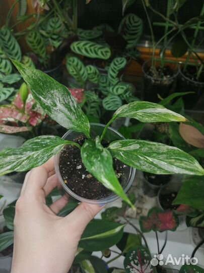 Комнатные растения цветы