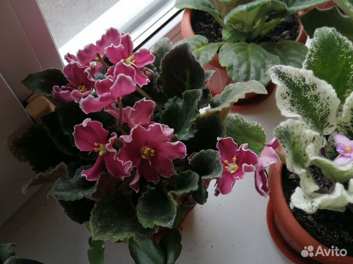 Фиалка,женское счастье спатифилиум