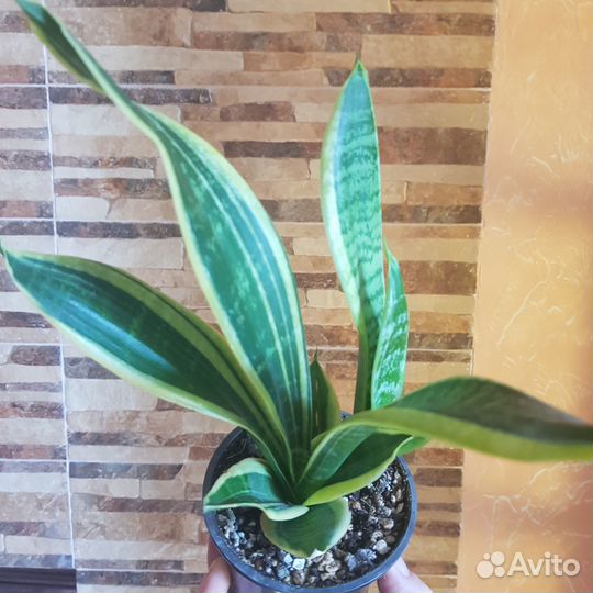 Сансивьерия