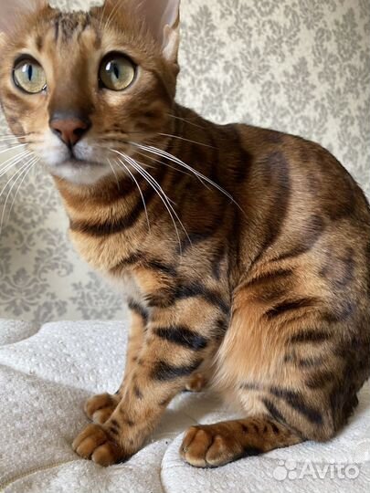 Бенгальская