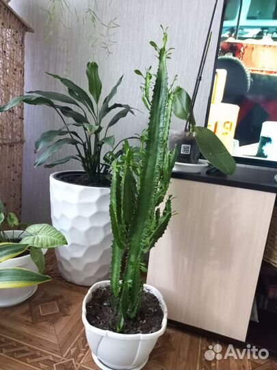 Молочай трехгранный