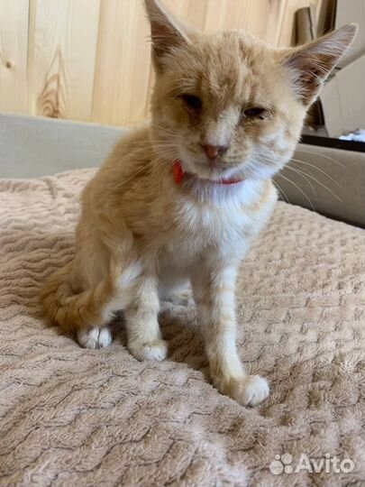 Котята в добрые руки бесплатно