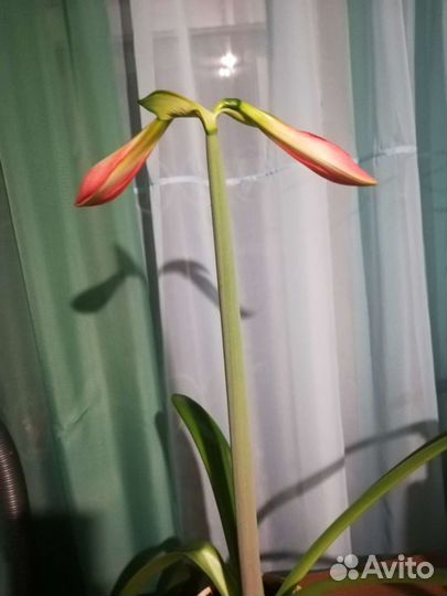 Гиппеаструм, цветущая луковица