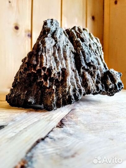 Окаменелые кораллы