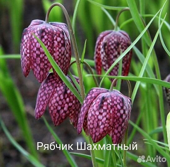 Луковицы тюльпанов. Рябчик шахматный