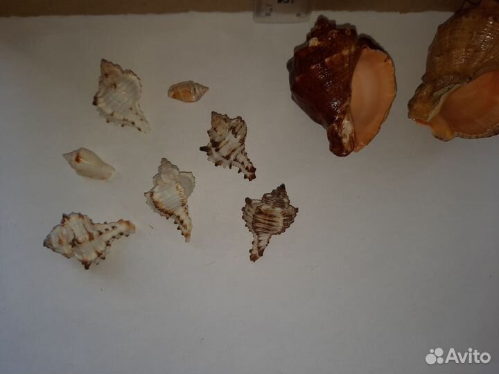 Ракушки декоративные