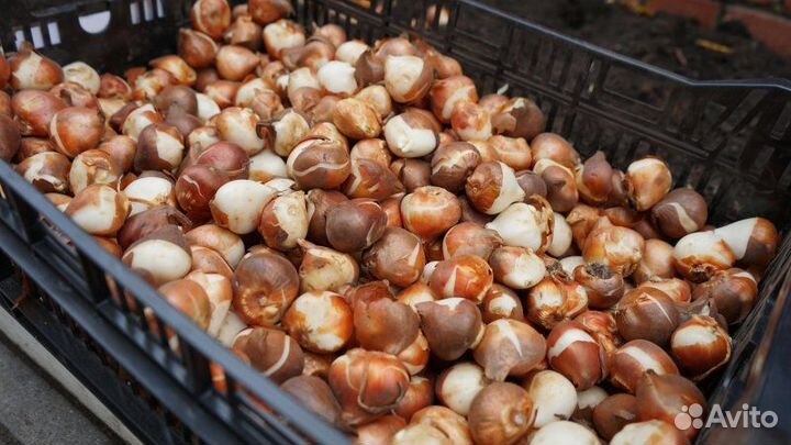 Луковицы тюльпанов для выгонки опт