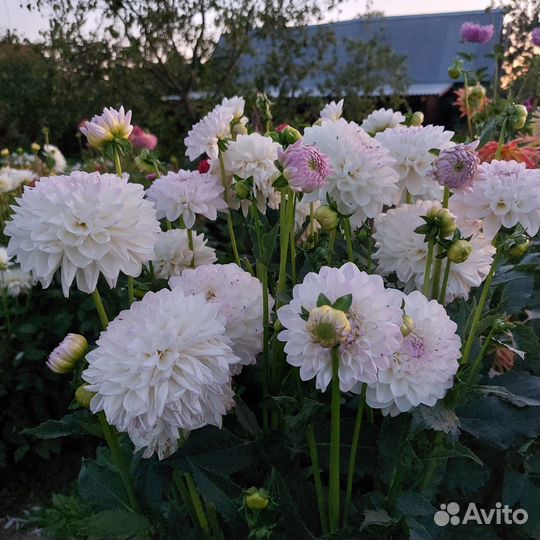 Георгины клубни