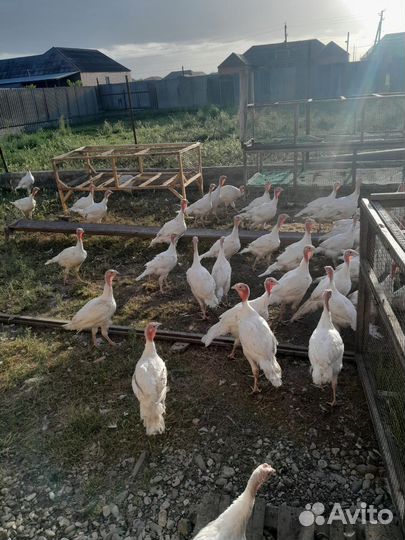 Домашняя птица индюк