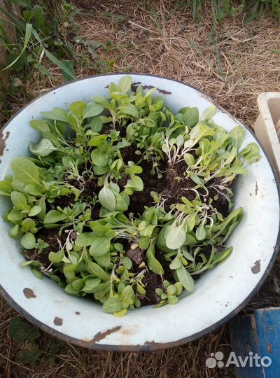 Рассада табака Серебрянка(Махорка)