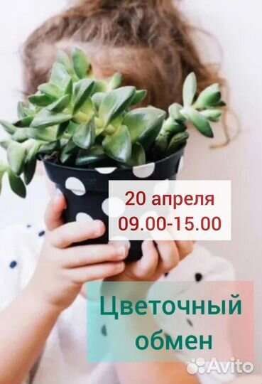 Комнатные растения