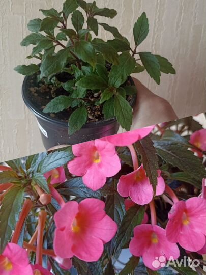 Комнатные растения цветы