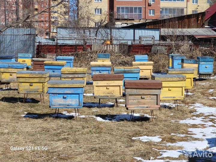 Продажа семьи пчелы