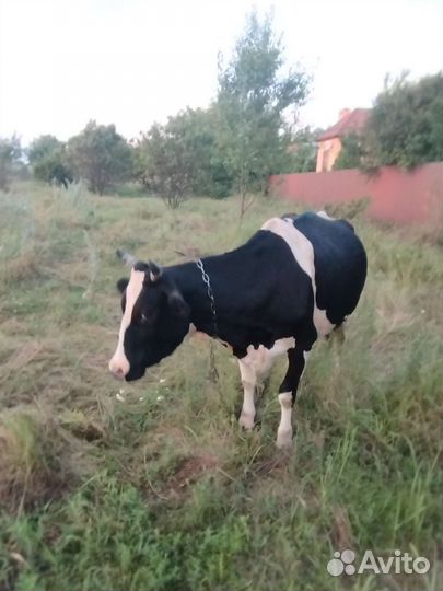 Корова беременная