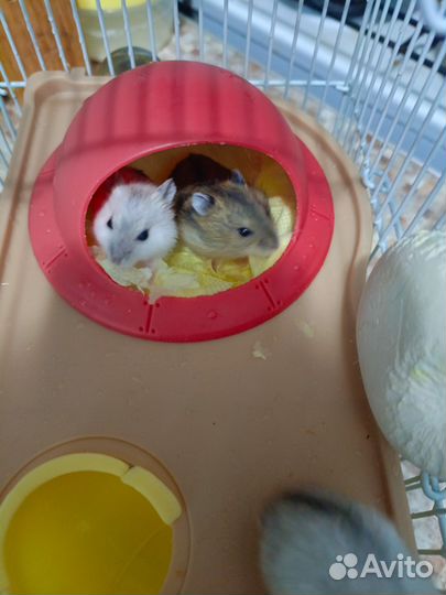 Джунгарский хомяк