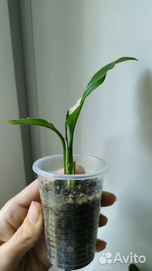 Спатифиллум picasso