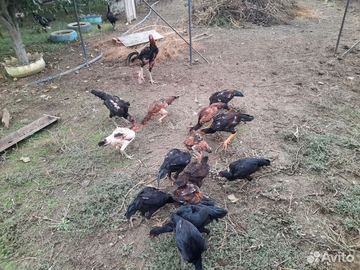 Байцовки куры