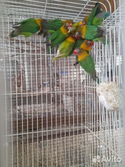 Попугаи с питомника