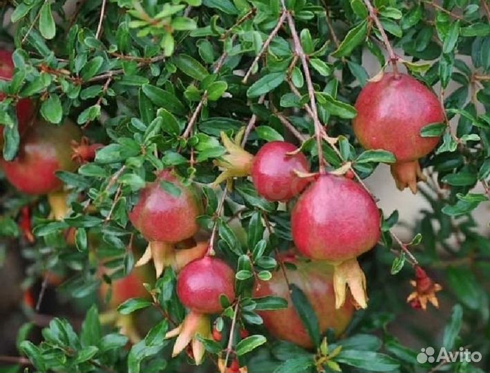 Гранат Карликовый Нана