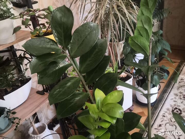 Замиокулькас Гибискус