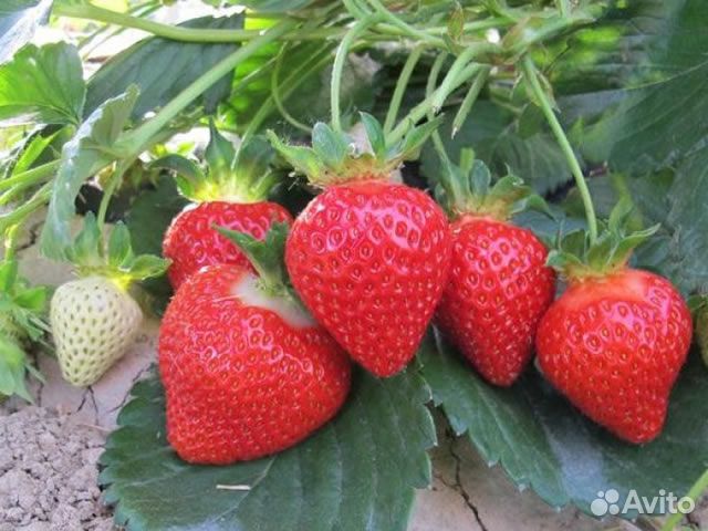 Саженцы клубники сорта Теа