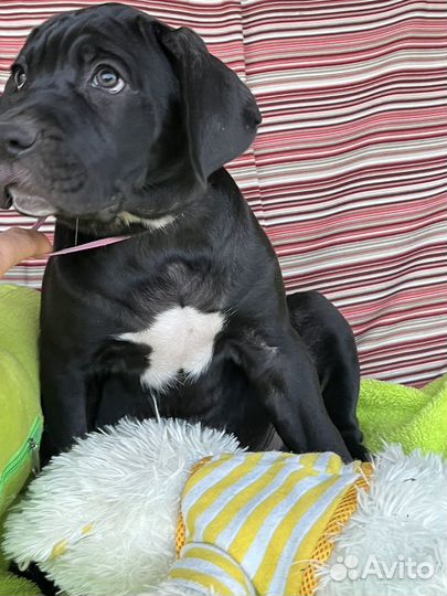 Кане корсо 2,5 месяца