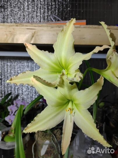 Видовой гиппеаструм Эванси