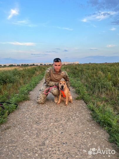 Дрессировка собак, кинолог