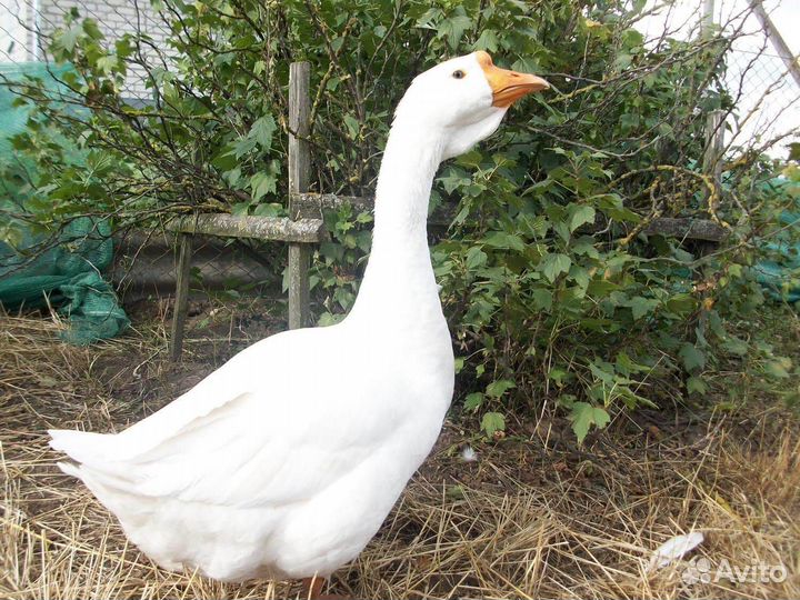 Холмогорские гуси