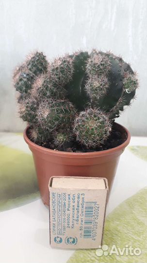 Кактусы и суккуленты