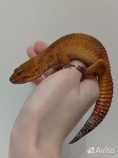 Эублефар Blood самка