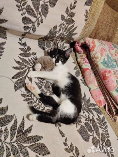 Котёнок ищет дом