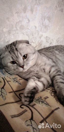 Шотландский вислоухий котик, вязка