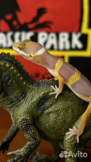 Геккон эублефар