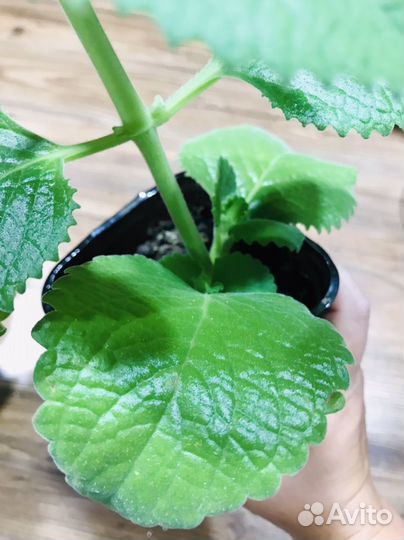 Комнатная мята, Плектрантус