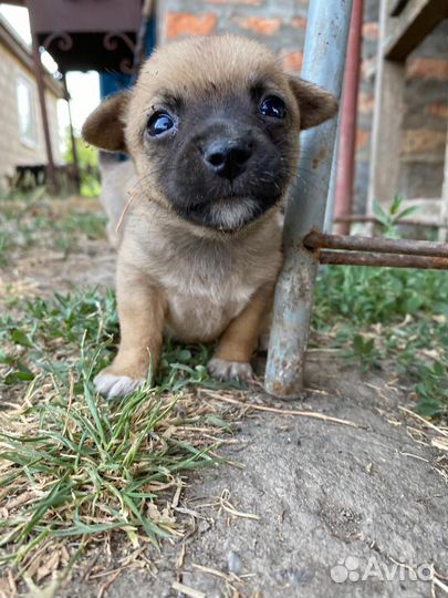 Отдам щенят в добрые руки