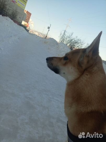 Собака в добрые руки