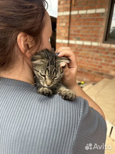 Котята в добрые руки бесплатно