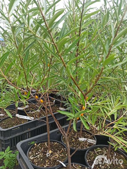 Облепиха новые сорта