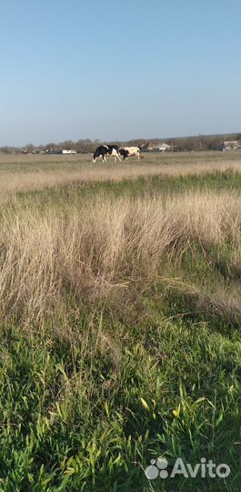 Корова дойная