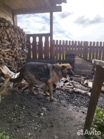 Отдам собаку в добрые руки