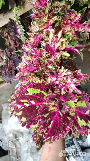 Коллекция колеус