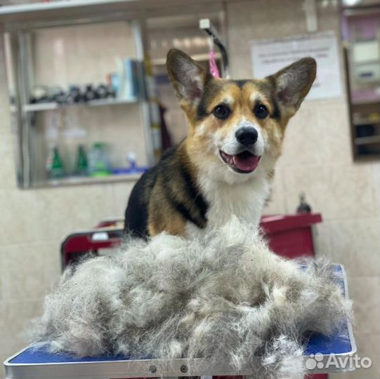 Зоосалон Чара, груминг собак и кошек