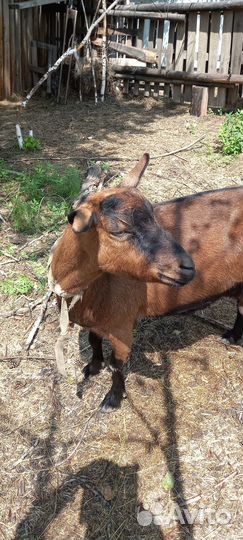 Коза дойная чешская