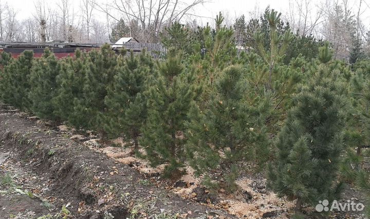 Сибирский кедр экстра класс. Саженцы