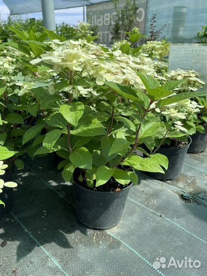Гортензия саженцы