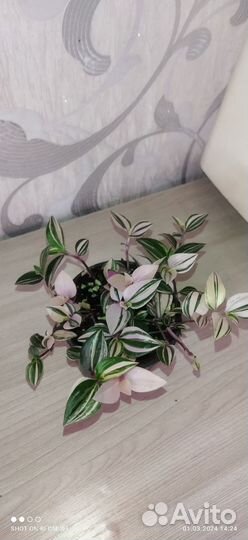 Лантана, муррая и другие