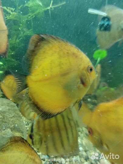 Аквариумные рыбки дискусы